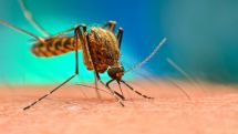 Two cases of West Nile fever confirmed in Armenia this year