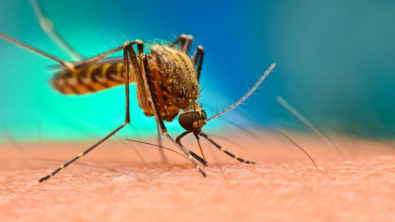 Two cases of West Nile fever confirmed in Armenia this year