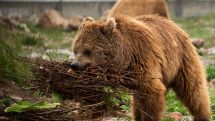 13 лет в бетонной клетке в цахкадзорском ресторане: драматическая история медведицы Нанар
