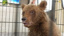 Rescued bear cub in poor health condition, FPWC says