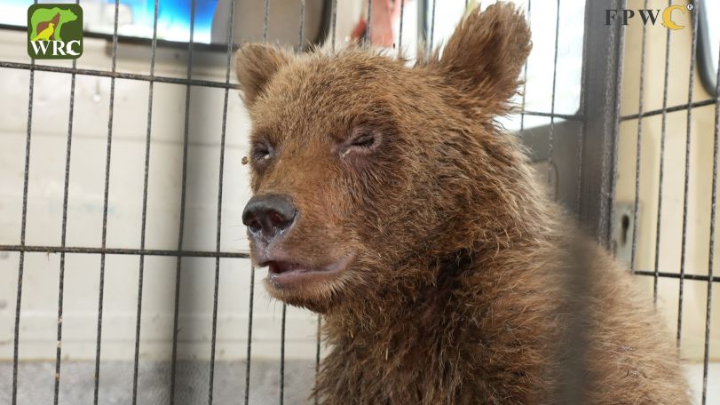 Rescued bear cub in poor health condition, FPWC says