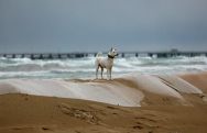 На популярном курорте России пляжи не пригодны для купания
