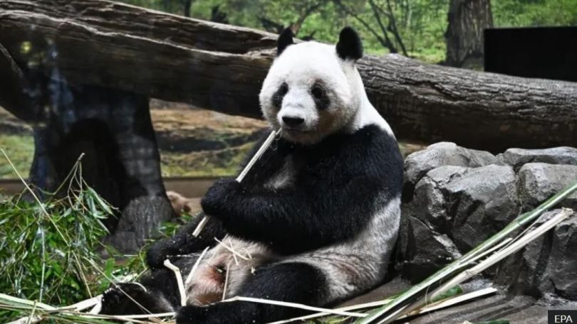 Japan returns pandas to China amid worsening ties