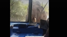 Elephant smashes through bus windscreen during attack in Sri Lanka