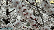 Весенние ливни в Армении и плодовые деревья: даже несколько часов сухой погоды могут спасти урожай