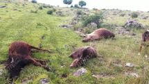 Աղձք բնակավայրում հովիվն իր կովերին, ցուլիկներին և երինջին հայտնաբերել է սատկած