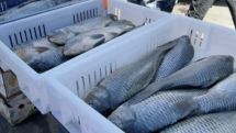 Armenian inspectorate reviewing Russian findings after Moscow halts all fish imports