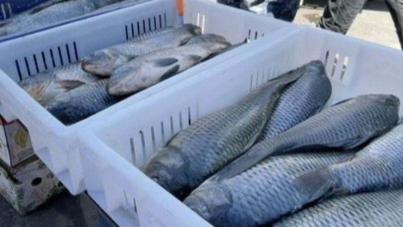 Armenian inspectorate reviewing Russian findings after Moscow halts all fish imports