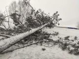 Rescuers remove fallen trees from some roads in Armenia, restore traffic