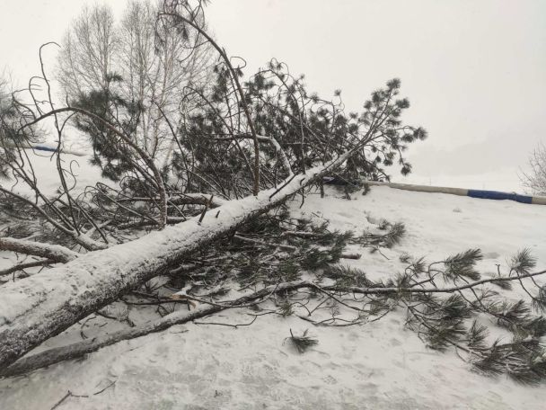 Rescuers remove fallen trees from some roads in Armenia, restore traffic