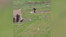 В армянском Масисе полицейские пресекли собачий бой