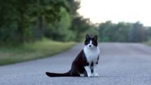 Кошки могут стать причиной эпидемии, сравнимой с черной оспой
