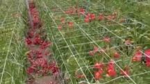Հայ գյուղացու աճեցրած հարյուր հազարավոր ծաղիկներ փչանում են ջերմոցներում