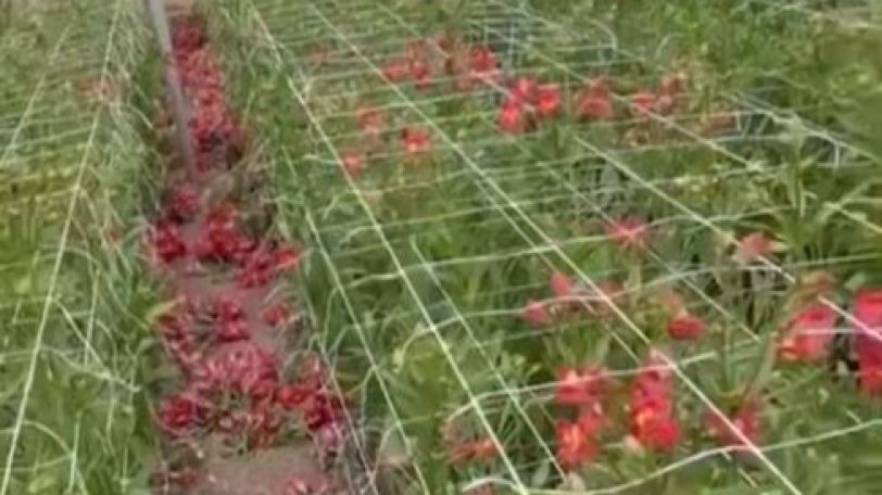 Հայ գյուղացու աճեցրած հարյուր հազարավոր ծաղիկներ փչանում են ջերմոցներում
