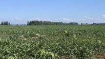 Արարատում շոգից ձմերուկի դաշտերը չորանում են