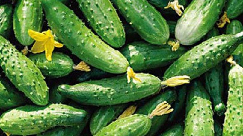 Cucumber prices rise 49 percent in July