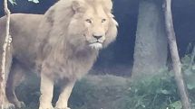 Georgia floods: Escaped zoo lion 'kills man'