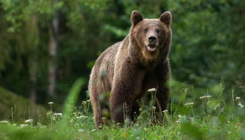 В Вайоцдзорской области Армении медведь напал на мужчину