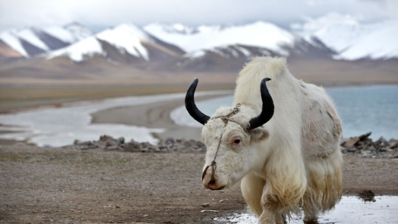 Tibetan Plateau lakes expanding rapidly, study reveals