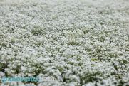 Temperatures to plummet in Armenia