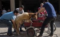 Կուրբան Բայրամի առաջին օրը Թուրքիայում 16 000 մարդ վնասվածքներ է ստացել