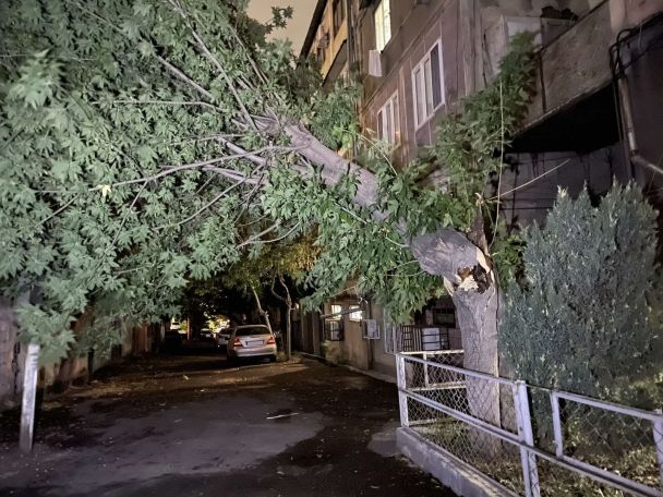 Ուժեղ քամուց բազմաթիվ ծառեր են տապալվել