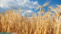 Ինչպիսին կլինի հացահատիկի բերքատվությունն այս տարի