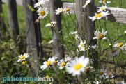 Temperatures to rise in Armenia