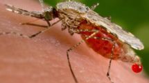 World Malaria Day is marked today