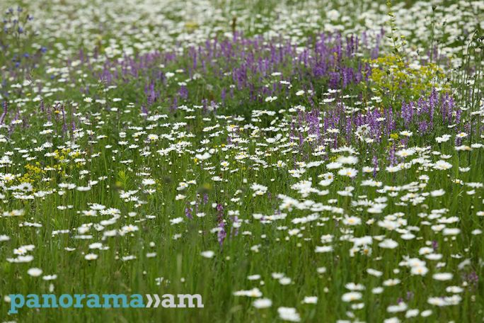 Սպասվում է կարճատև անձրև ու ամպրոպ