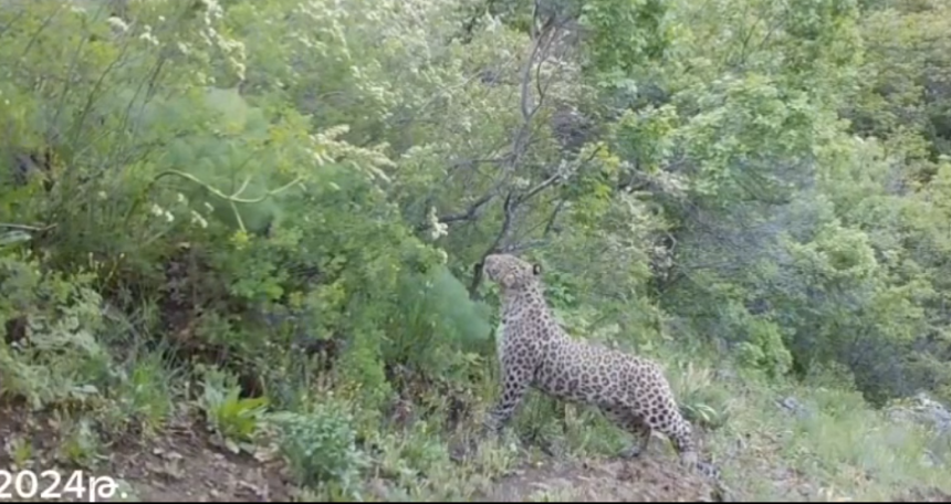 Caucasian leopard caught on camera in Armenian reserve