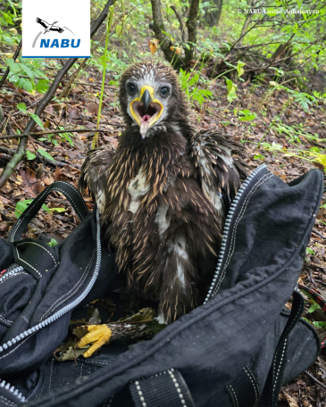 First-ever satellite sensor installed on lesser spotted eagle in Armenia