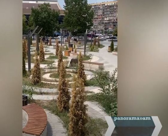 Ավինյանի տնկած տույաների 95 տոկոսը չորացած է. Ահազանգ