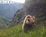Brown bear caught on camera in Armenian nature reserve