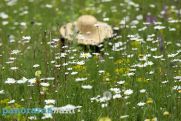 Temperatures to rise further in Armenia