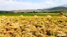 Թանկ անասնակեր Ախալքալաքի շրջանում, խոտհնձի եռուզեռին