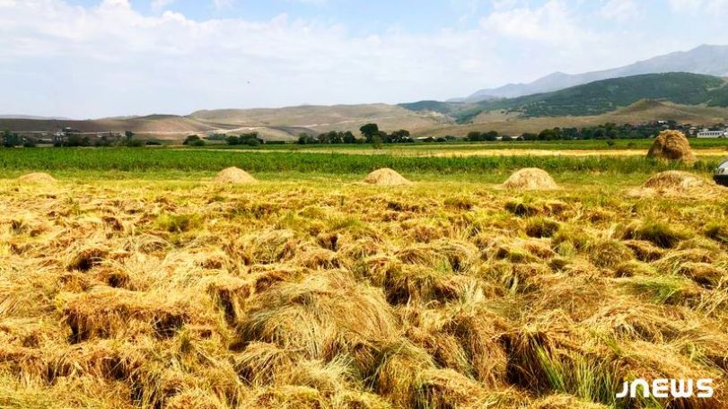 Թանկ անասնակեր Ախալքալաքի շրջանում, խոտհնձի եռուզեռին