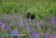 Օդի ջերմաստիճանը կնվազի