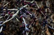 Coffee prices surge amid frost fears in Brazil