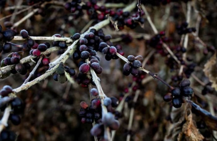 Coffee prices surge amid frost fears in Brazil