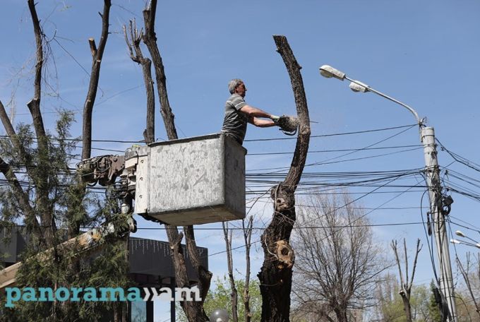 Ծառագետ․ Ցանկությունս է՝  մասնագետներն ավելի լսելի լինեն քաղաքային իշխանությունների համար
