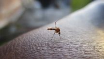 More West Nile virus deaths reported in Armenia
