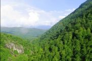 Փաշինյանի քեռու տղայի՝ Դիլիջանի ազգային պարկի տնօրենի օգնականի վրա ատրճանակով կրակե՞լ են