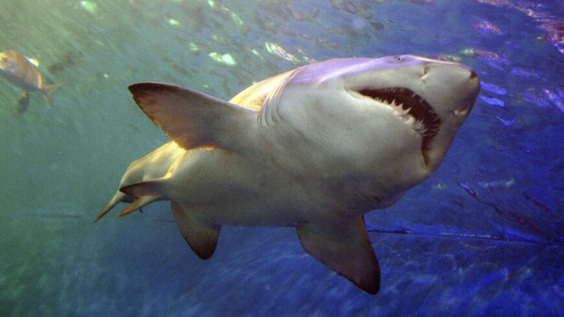 Трагедия в Испании: акула откусила ногу туристке