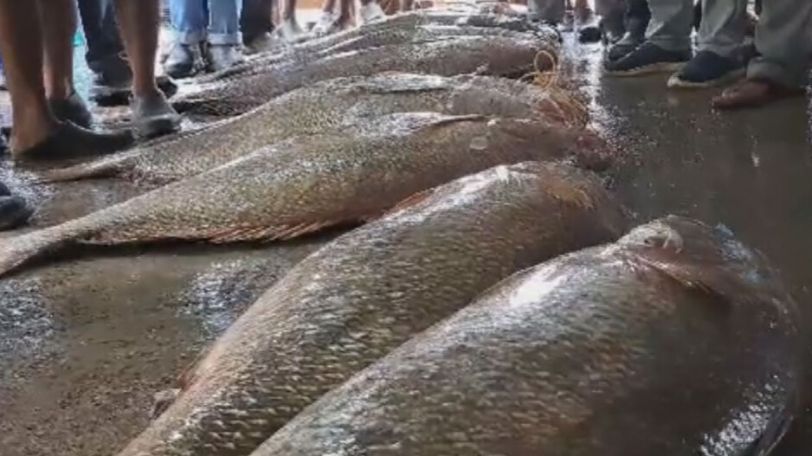 Ձկնորսները վաճառել են իրենց որսած երկու ձուկը և դարձել միլիոնատերեր