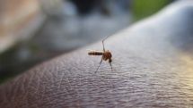 В Армении за минувшую неделю не выявлено новых случаев заражения лихорадкой Западного Нила