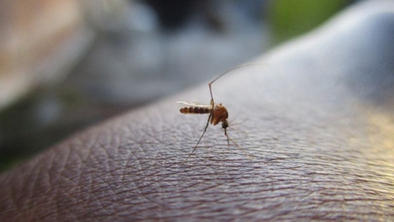 Armenia reports no new West Nile virus cases in one week