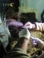 В Вайоц Дзоре сбили бурого медведя