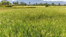 FAO raises forecasts for global rice output and trade