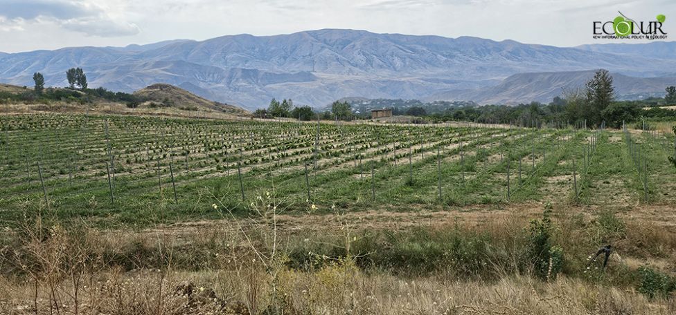 Գլաձորի հանքավայրի շահագործման ռիսկերը՝ սպառնալիք Եղեգնաձորի կանաչ բիզնեսի համար
